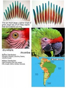 Buffon's-macaw-vs-military