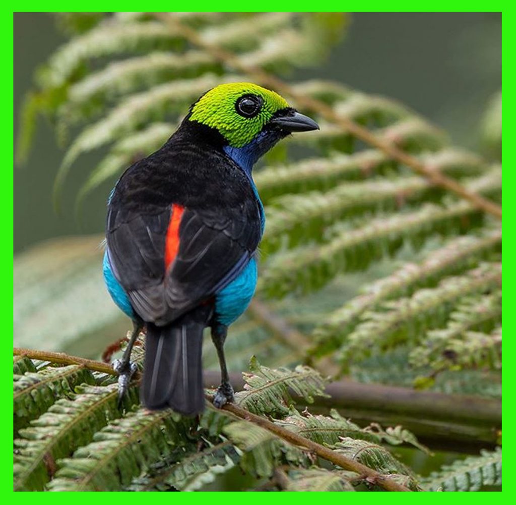 Beautiful Tanagers Of South America Wings of Love