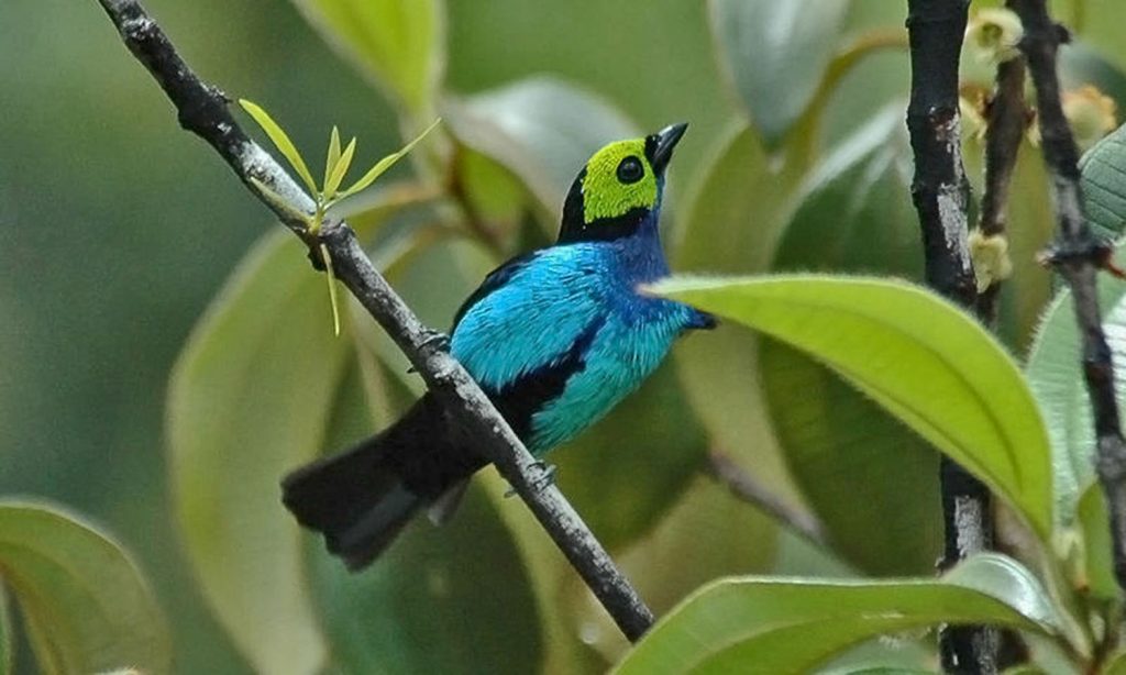 Paradise tanager – Tangara chilensis | Wings of Love